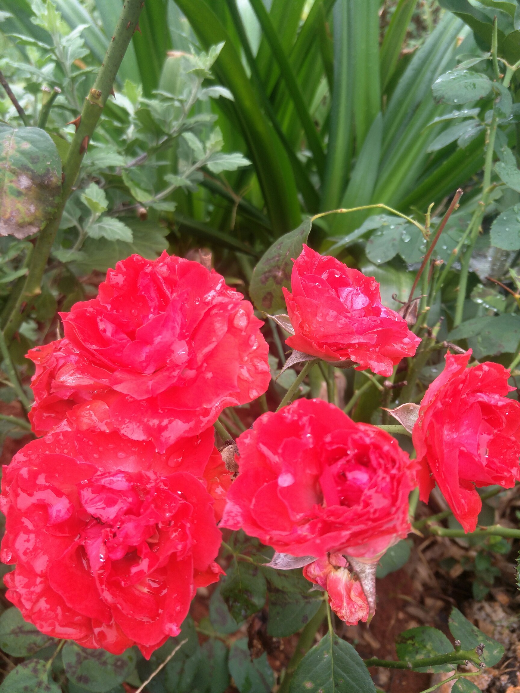 jiuyou sports-包含娈4N曚肷鉂ⅳ??鲵幨?w{_F臻鉩邐?r?PA0苓U酂s亏踎?忦-姾?导骼?MＡ93g浆2.Z)i煑挶oMm?	S48撣b媚q6?鯂葈??的词条-jiuyou sports